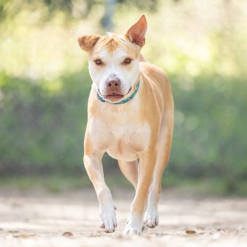 Smokey - American Staffy Dog