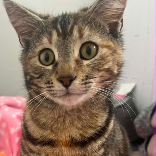 Elle - Domestic Short Hair (DSH) Cat