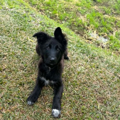 Tallow - Border Collie x German Shepherd Dog