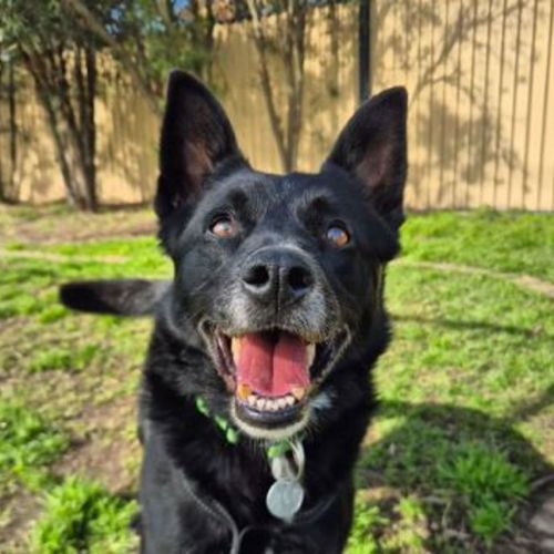 Ace - Border Collie x Kelpie Dog