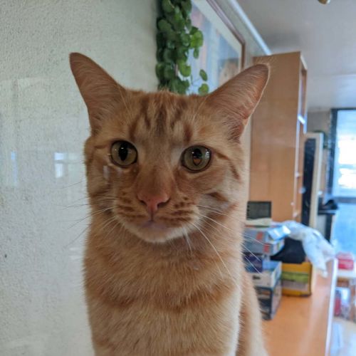 Simba - Domestic Short Hair (DSH) Cat