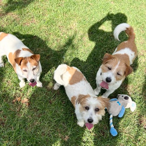 Coco and Captain - Jack Russell Terrier Dog