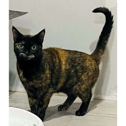 200 - Sarsaparilla - Domestic Short Hair (DSH) Cat