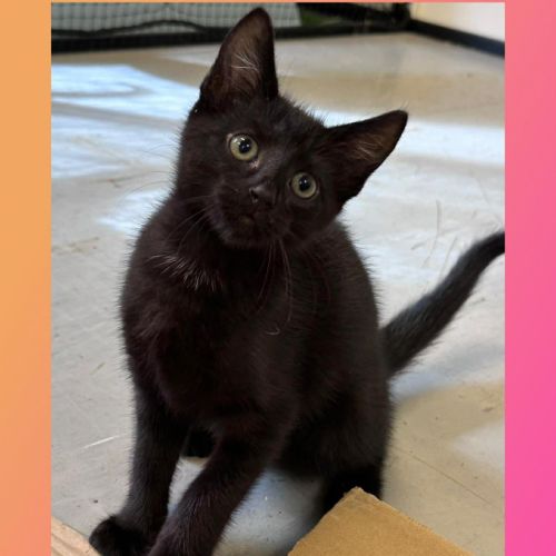 Zelda - Domestic Short Hair (DSH) Cat