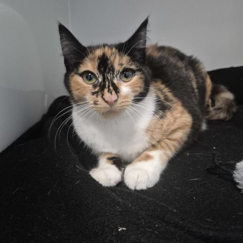 Vera - Domestic Short Hair Cat