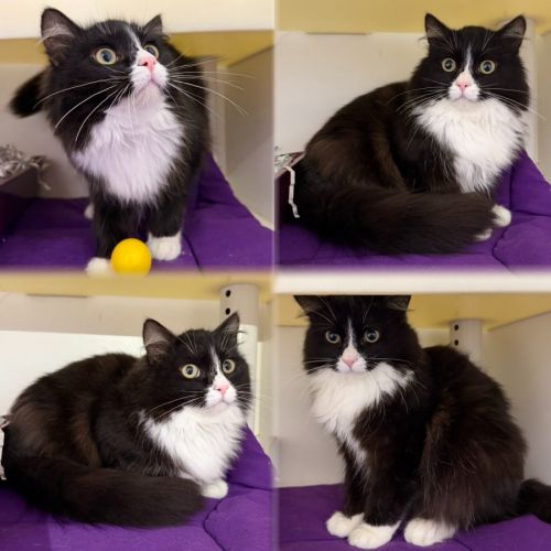 Gizmo - Domestic Medium Hair (DMH) Cat
