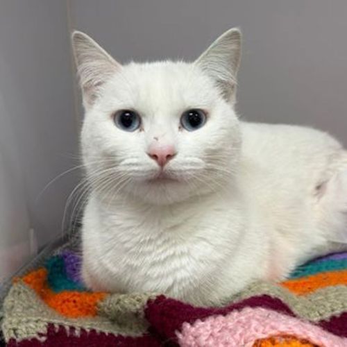 Prinny - Domestic Short Hair Cat