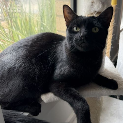 Giorgio - Domestic Short Hair (DSH) Cat