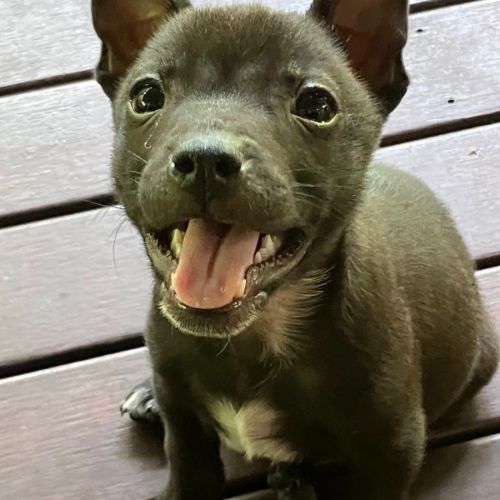 Mitchell  - Australian Cattle Dog