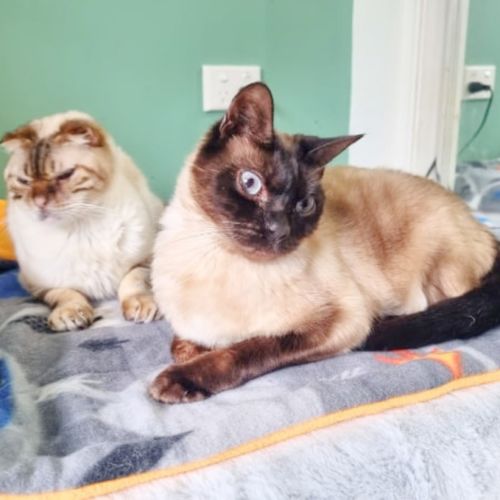 🧩Dean & Ken🧩 - Scottish Fold Cat