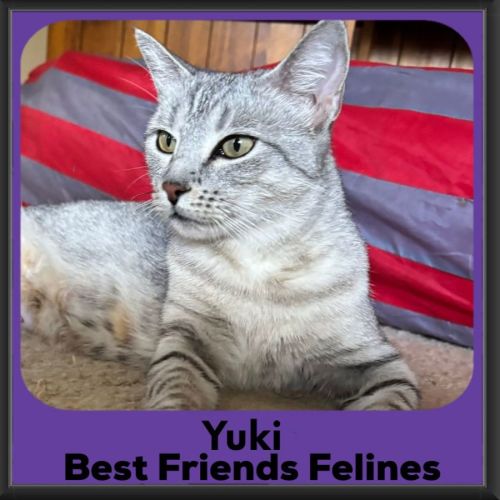 Yuki - Domestic Short Hair (DSH) Cat