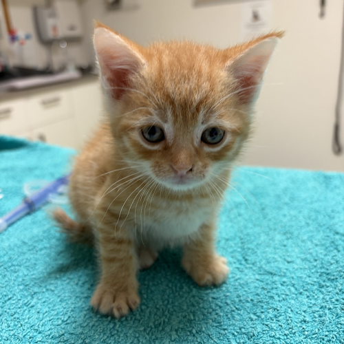 Lemon - Domestic Short Hair (DSH) Cat