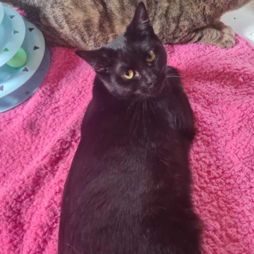 Layla - Domestic Short Hair (DSH) Cat