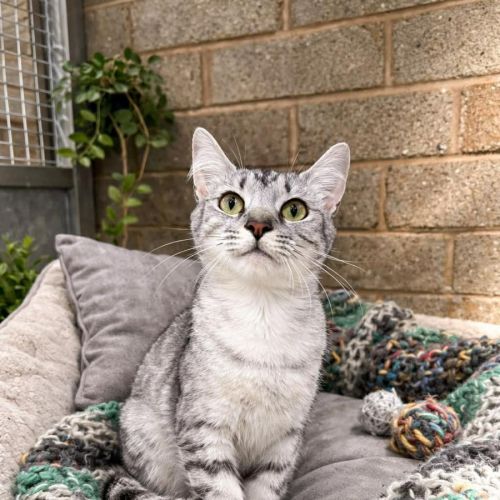 Iris - Domestic Short Hair (DSH) Cat