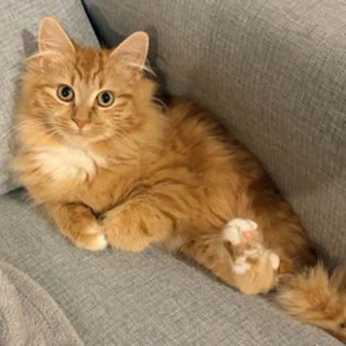 Autumn - Domestic Medium Hair Cat