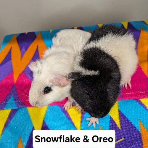Snowflake & Oreo -  Guinea Pig