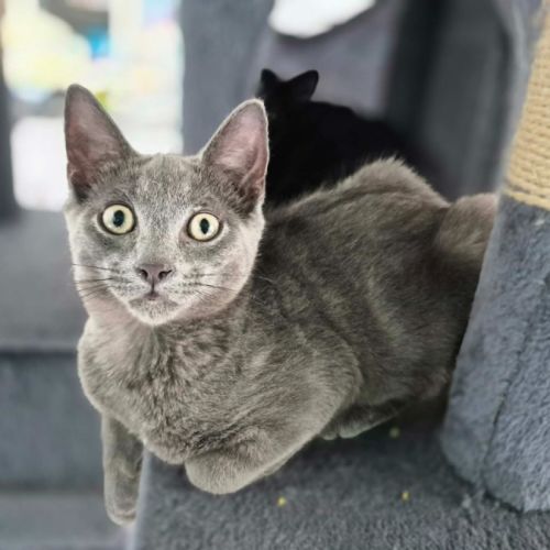 Mikael ** 2nd Chance Cat Rescue** - Domestic Medium Hair (DMH) Cat