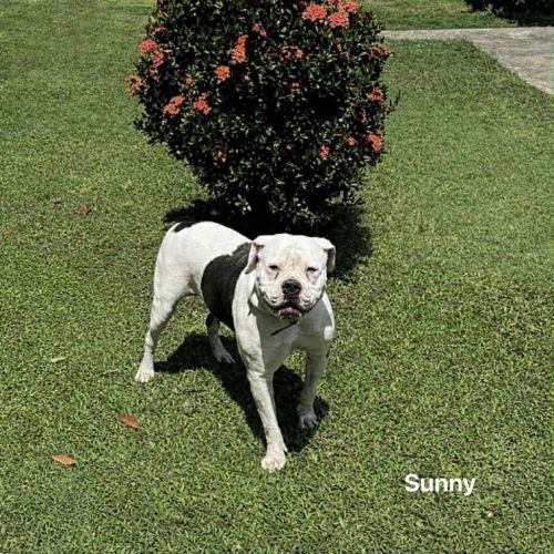 Sunny - American Bulldog