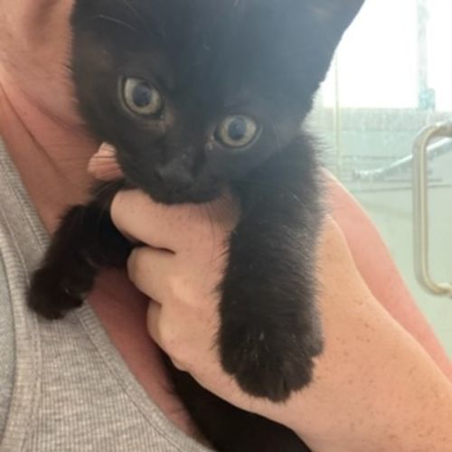 Luna - Domestic Short Hair (DSH) Cat