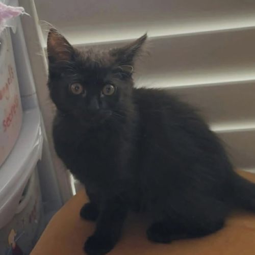 Amber - Domestic Short Hair (DSH) Cat
