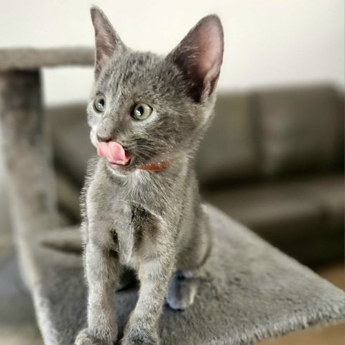 Merlin - Domestic Short Hair (DSH) Cat