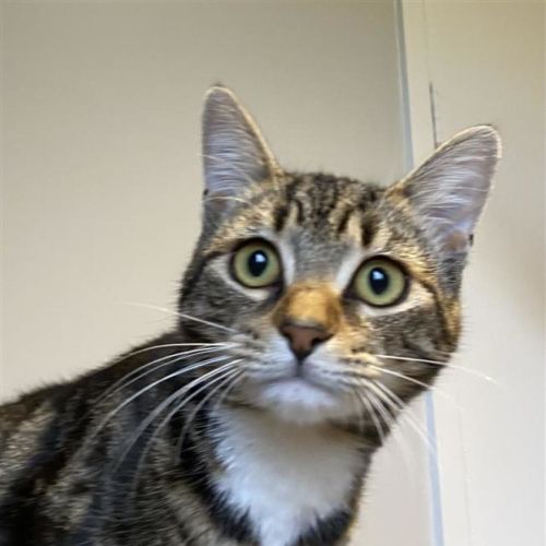 Teddy - Domestic Short Hair (DSH) Cat