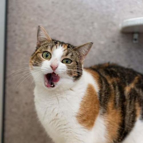 Mumma Coco - Domestic Short Hair (DSH) Cat