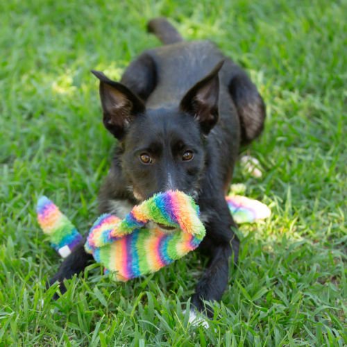 Lottie - Irish Wolfhound x Australian Kelpie Dog