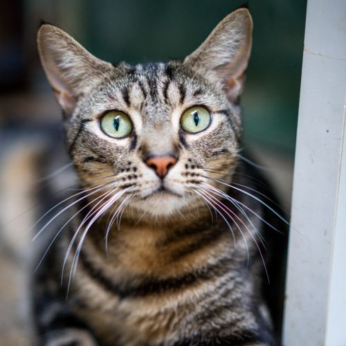 Harmony - Domestic Short Hair (DSH) Cat
