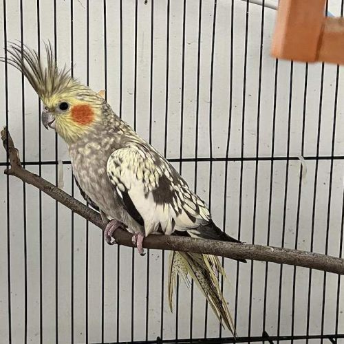 Chip - Cockatiel Bird