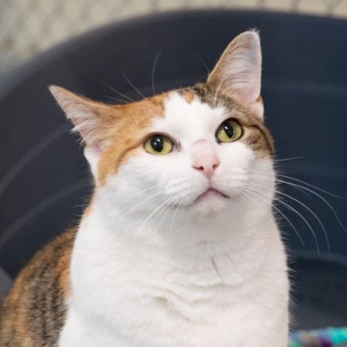 Hazel Moriarty - Domestic Short Hair (DSH) Cat