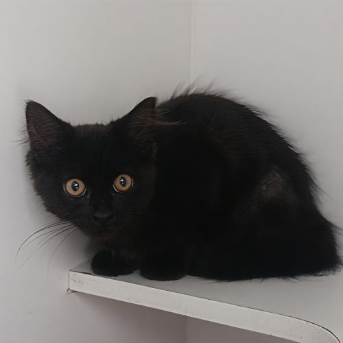 Connie - Domestic Short Hair Cat