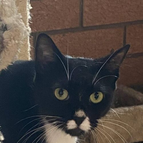 Sarabi - Domestic Short Hair (DSH) Cat