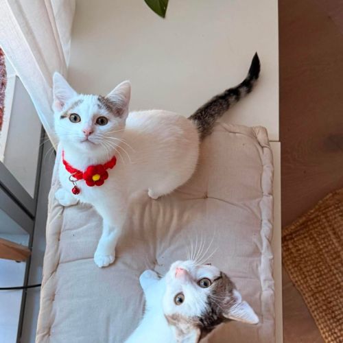 Wanda - Domestic Short Hair (DSH) Cat