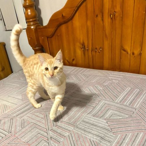 Saffi - Domestic Short Hair (DSH) Cat