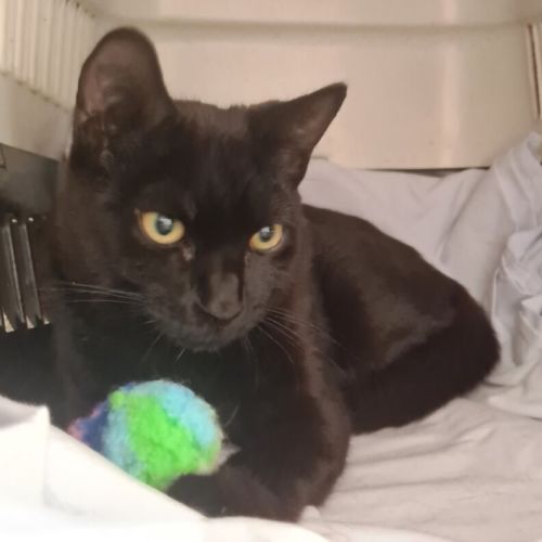 Cosmo - Domestic Short Hair (DSH) Cat