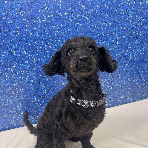 Minni - Poodle Toy Dog