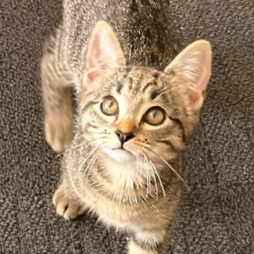 Jax - Domestic Short Hair (DSH) Cat