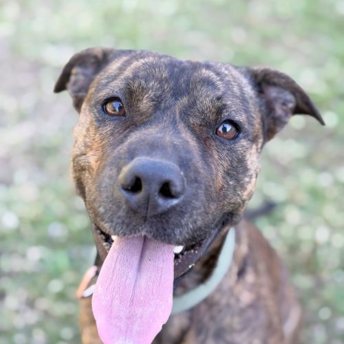 Bella - Staffordshire Bull Terrier Dog