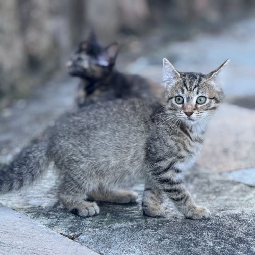 Tabitha - 7 Week Old Domestic Short Hair - Domestic Short Hair (DSH) Cat