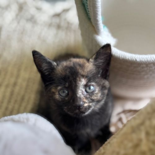 Teacup - Domestic Short Hair (DSH) Cat