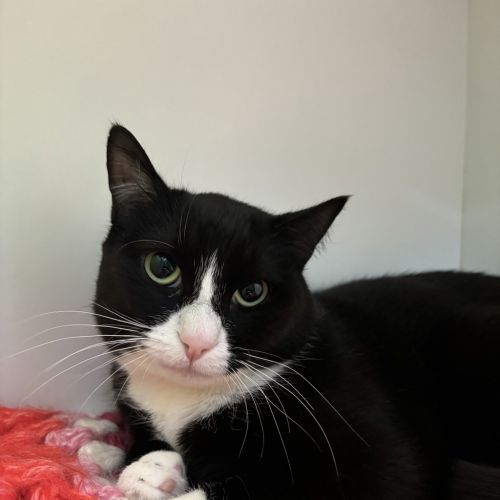 Naaz - Domestic Short Hair Cat
