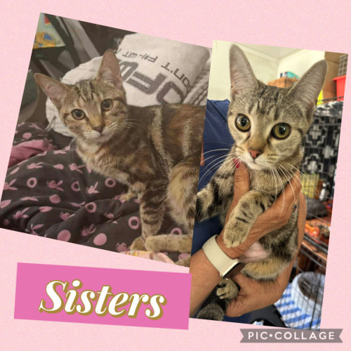 Luna & Jinx  - Domestic Short Hair (DSH) Cat