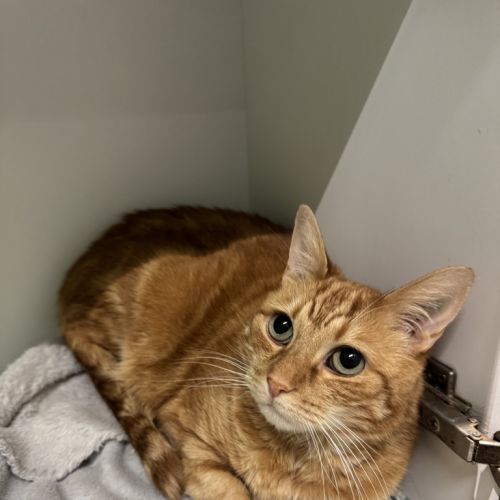 Alfie - Domestic Short Hair Cat