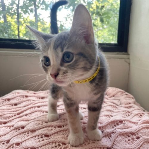 Lexa - Domestic Short Hair Cat