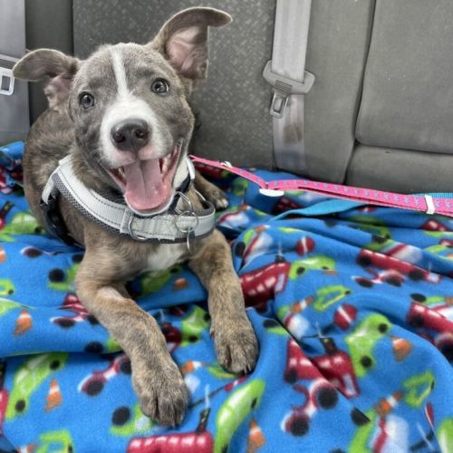 Samson - Staffordshire Bull Terrier Dog