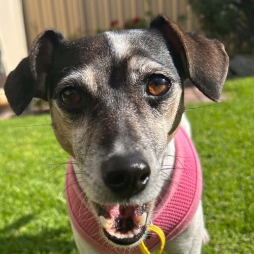 Dixie - Jack Russell Terrier Dog
