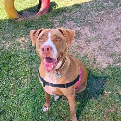 Xena - Staffordshire Bull Terrier Dog