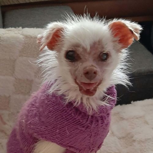 Mindy - Chihuahua Dog