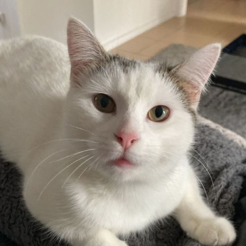 Princess - Domestic Short Hair (DSH) Cat